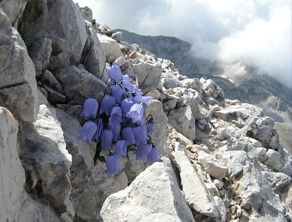 Campanula cochleariifolia